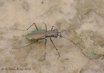 Habroscelimorpha severa